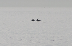 Tursiops truncatus ponticus