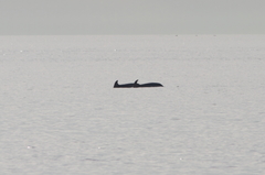 Tursiops truncatus ponticus