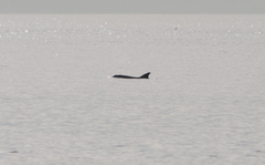 Tursiops truncatus ponticus