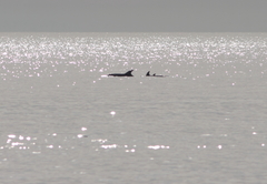 Tursiops truncatus ponticus