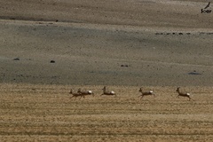 Procapra picticaudata