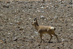 Procapra picticaudata