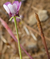 Diascia maculata
