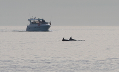 Tursiops truncatus ponticus