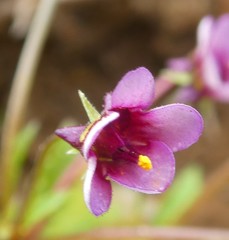 Diascia maculata