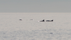 Tursiops truncatus ponticus