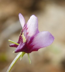 Diascia maculata