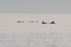 Tursiops truncatus ponticus