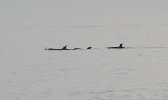 Tursiops truncatus ponticus