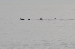 Tursiops truncatus ponticus