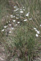Eremogone saxatilis