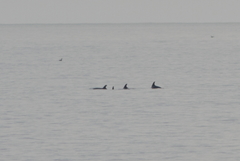 Tursiops truncatus ponticus