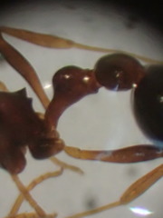 Cardiocondyla mauritanica