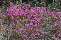 Clarkia concinna concinna