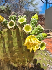 Opuntia galapageia