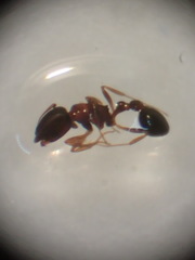 Cardiocondyla mauritanica