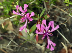 Clarkia concinna concinna