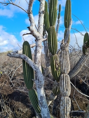 Opuntia galapageia