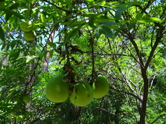 Xanthoceras sorbifolium