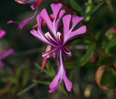 Clarkia concinna concinna