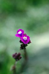 Cyanotis speciosa