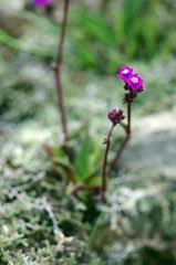 Cyanotis speciosa