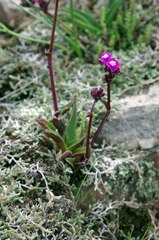 Cyanotis speciosa