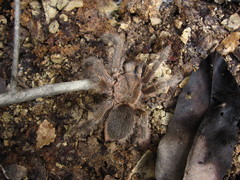 Chaetopelma altugkadirorum