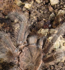 Chaetopelma altugkadirorum