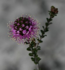 Kunzea recurva