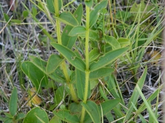 Chaetogastra gracilis