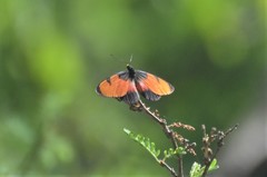 Acraea anemosa