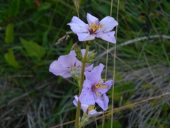 Chaetogastra gracilis