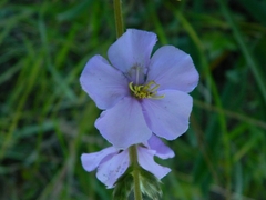 Chaetogastra gracilis