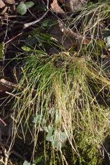 Festuca heterophylla