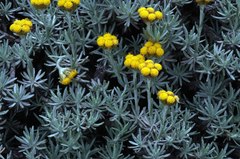 Helichrysum galpinii