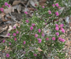 Melaleuca spathulata