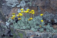 Helichrysum galpinii
