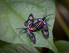 Poecilosoma eone