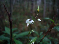 Sauvagesia vellozii