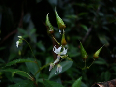 Sauvagesia vellozii