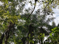 Cocoseae