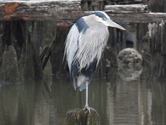 Ardea herodias