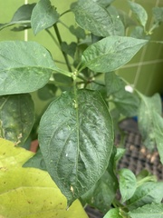 Capsicum annuum annuum