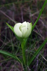 Colchicum striatum