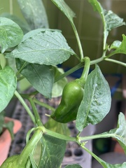 Capsicum annuum annuum