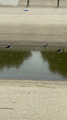 Himantopus mexicanus
