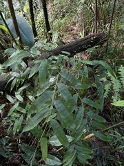 Olyra latifolia