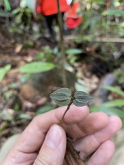 Triphora surinamensis