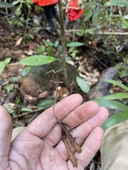 Triphora surinamensis